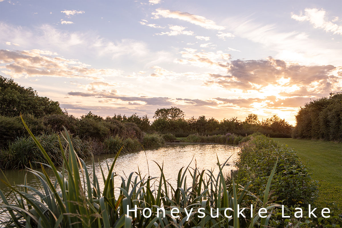 Honeysuckle Lake at sunset, still water framed by reeds and trees